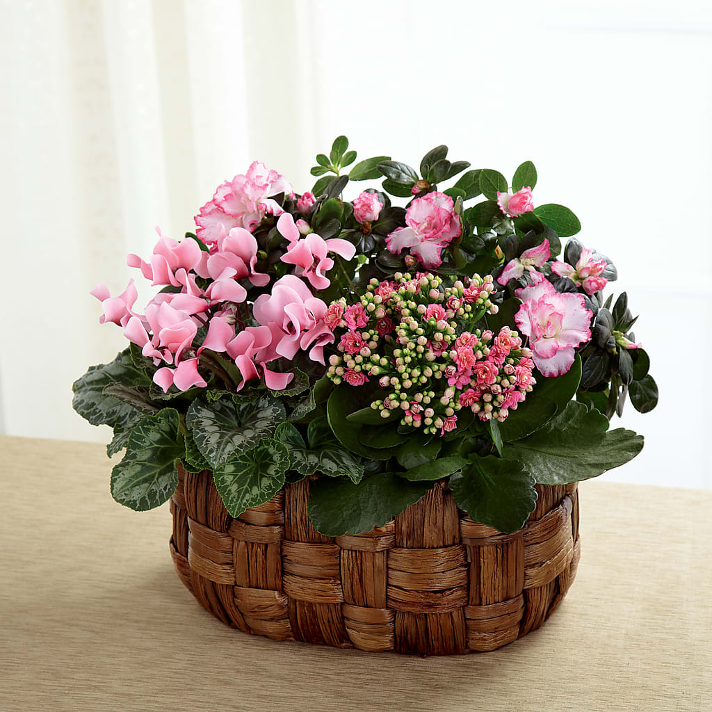 Pink Assortment – Schnucks Florist And Gifts #162, Olivette MO