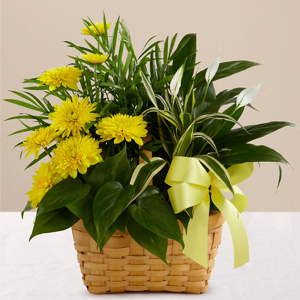 Loving Light Dishgarden – Schnucks Florist And Gifts #162, Olivette MO