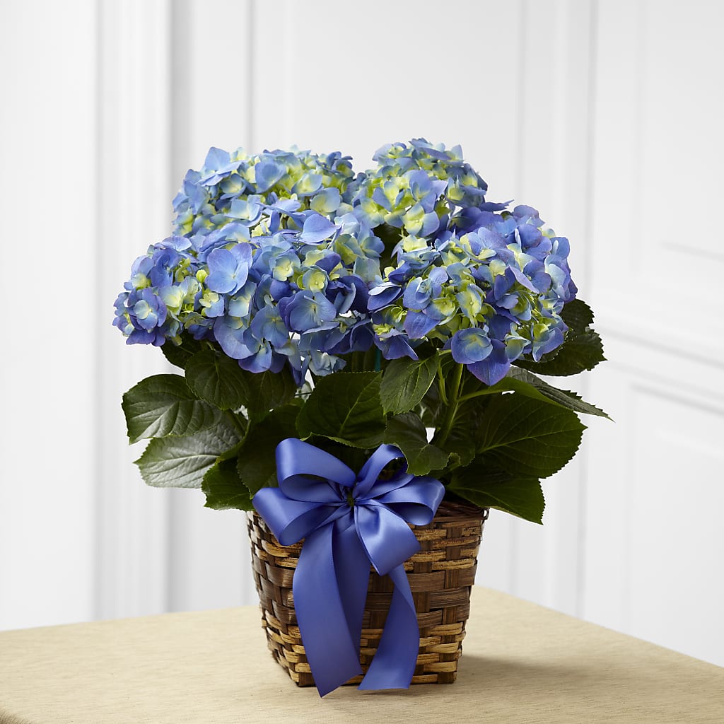 Blue Hydrangea Planter – Schnucks Florist And Gifts #162, Olivette MO