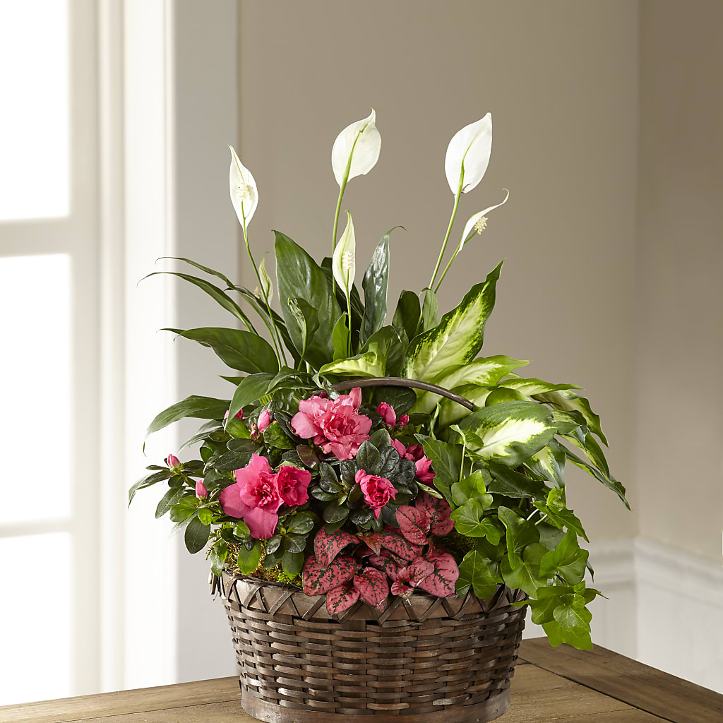 Dream in Pink Dishgarden – Schnucks Florist And Gifts #162, Olivette MO