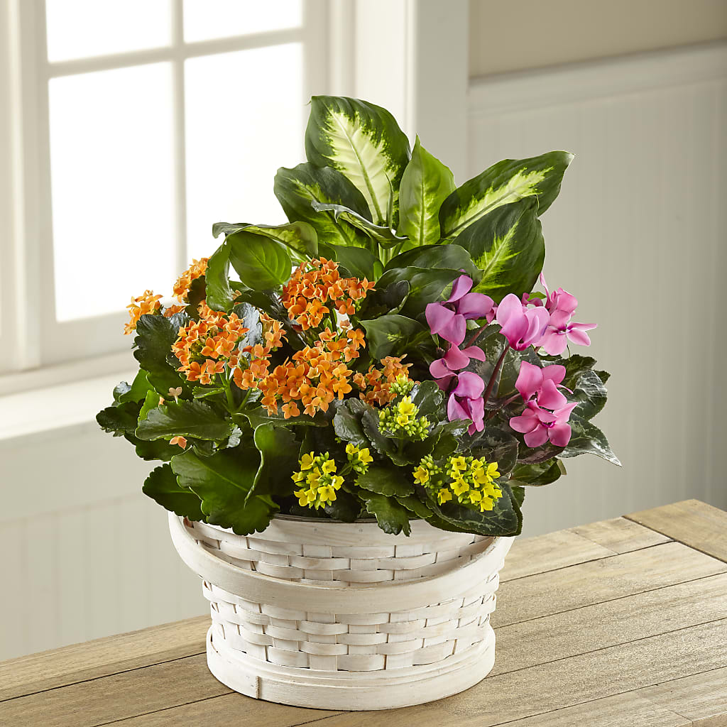 Color Crush Dishgarden – Schnucks Florist And Gifts #162, Olivette MO