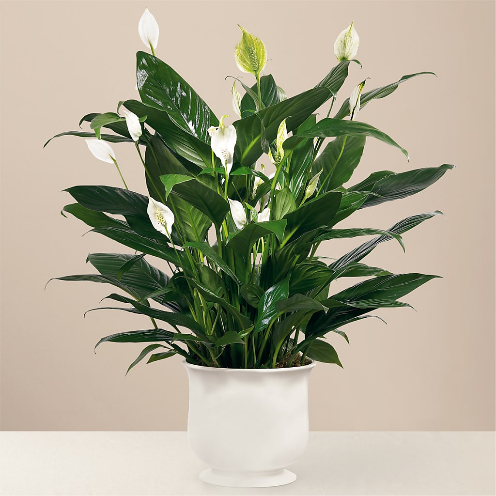 Comfort Planter – Schnucks Florist And Gifts #162, Olivette MO