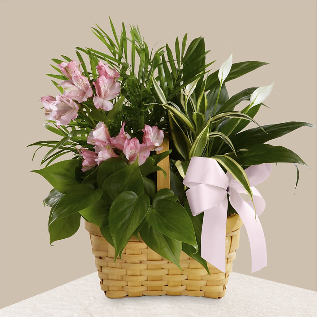 Living Spirit Dishgarden – Schnucks Florist And Gifts #162, Olivette MO