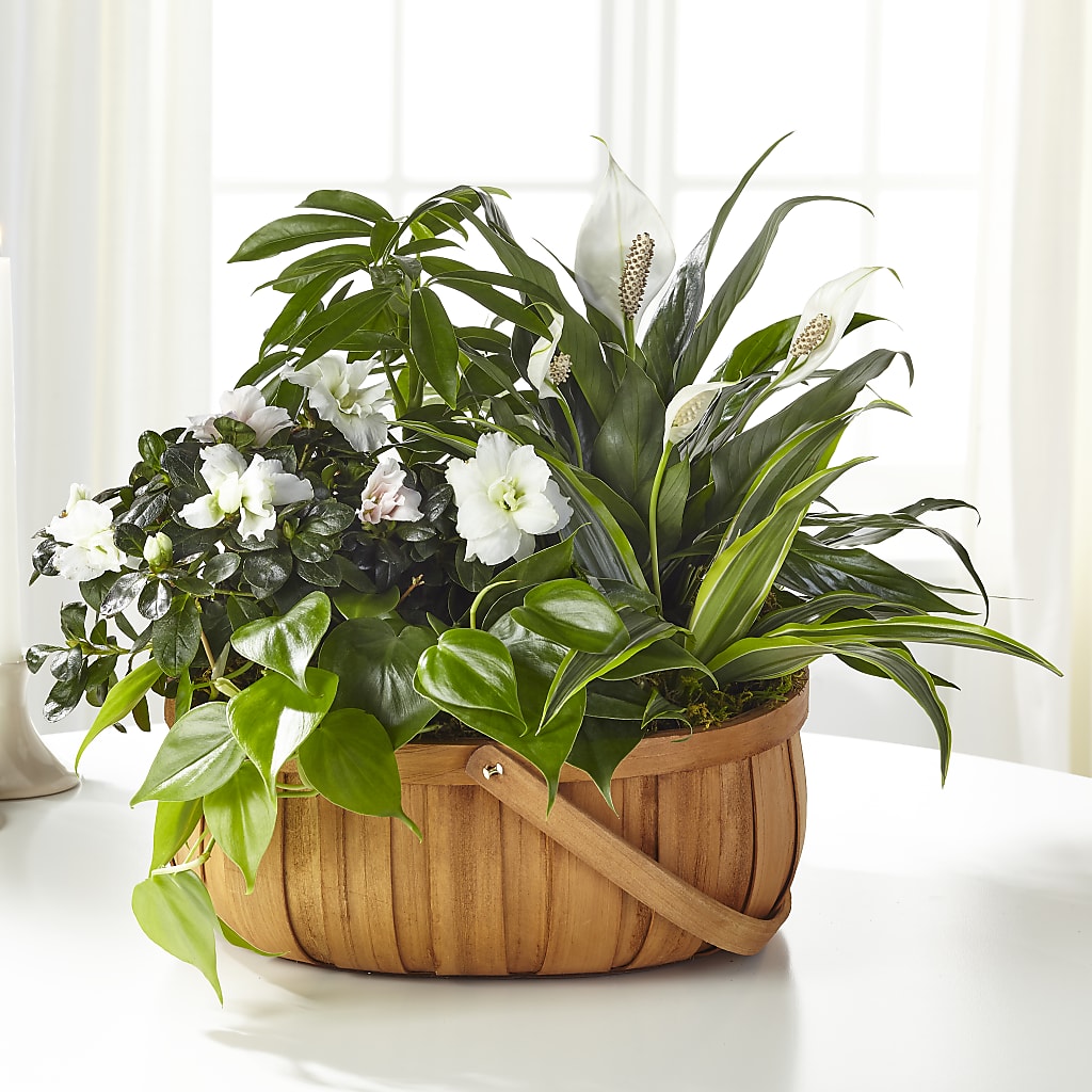 Serene Dishgarden – Schnucks Florist And Gifts #162, Olivette MO