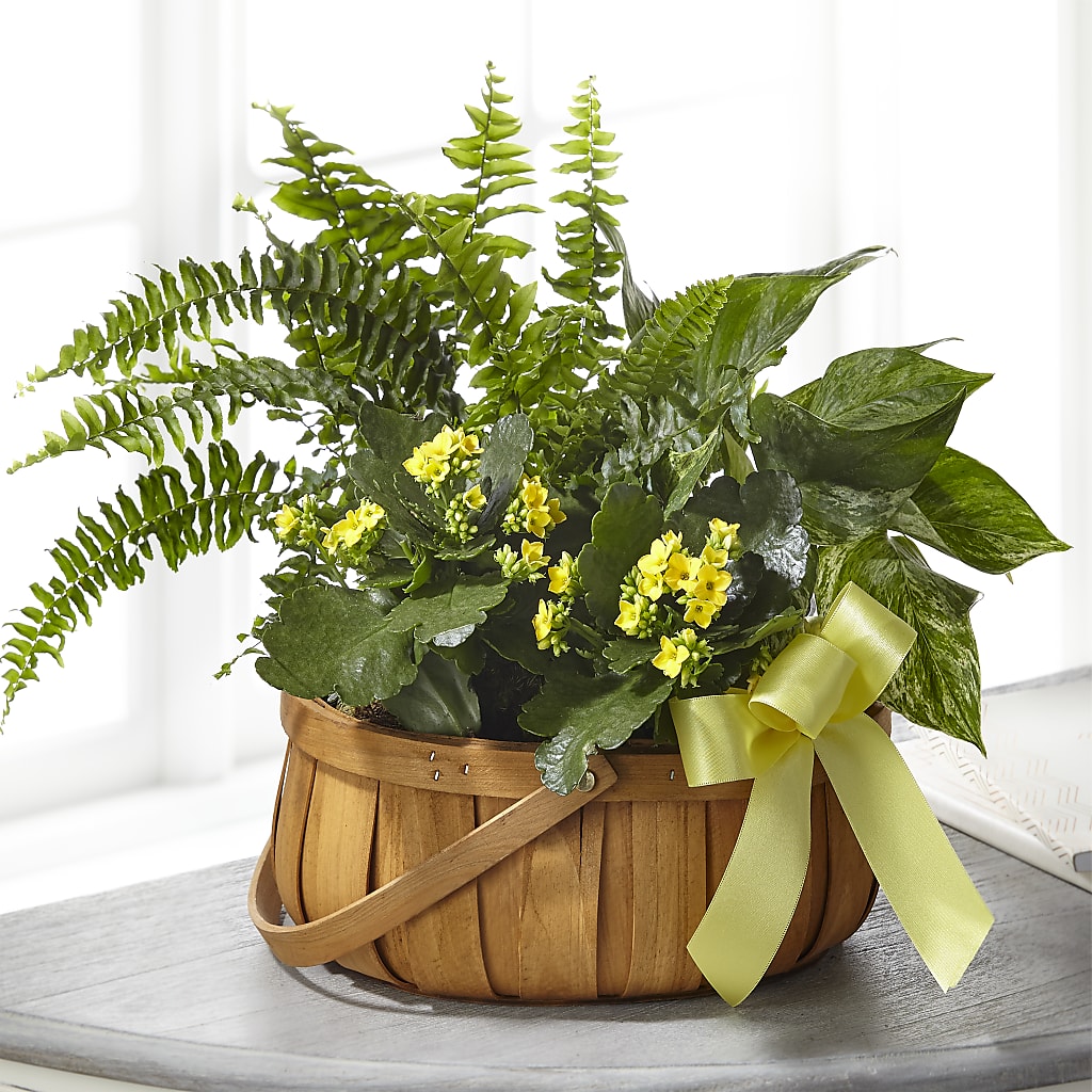 Always Dear Dishgarden – Schnucks Florist And Gifts #162, Olivette MO