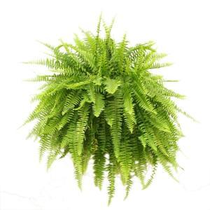 Boston Fern Hanging Basket