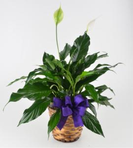 6in Peace Lily – Schnucks Florist And Gifts #162, Olivette MO