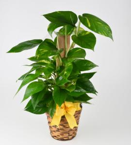 6in Pothos Totem – Schnucks Florist And Gifts #162, Olivette MO