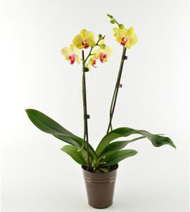 Orchid Plant – Schnucks Florist And Gifts #162, Olivette MO