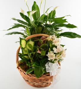Fresh Flower Dishgarden – Schnucks Florist And Gifts #162, Olivette MO