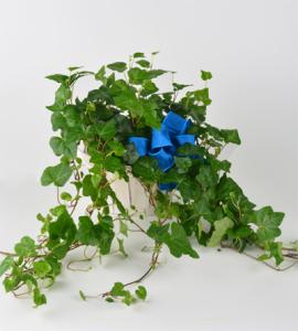 6in Ivy Plant – Schnucks Florist And Gifts #162, Olivette MO