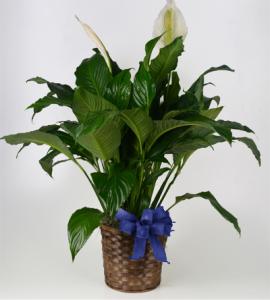 10in Peace Lily – Schnucks Florist And Gifts #162, Olivette MO