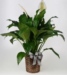8in Peace Lily – Schnucks Florist And Gifts #162, Olivette MO