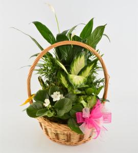 Violet Dishgarden – Schnucks Florist And Gifts #162, Olivette MO