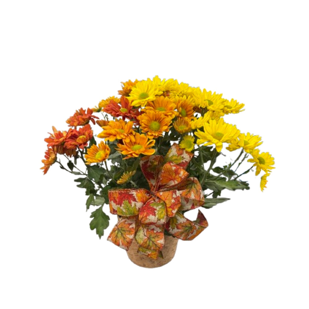 6" Fall Mum – Schnucks Florist And Gifts #162, Olivette MO