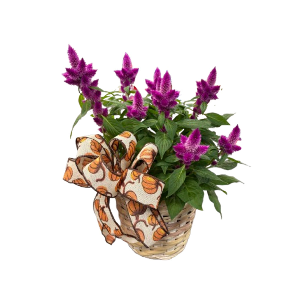 6.5 Celosia Planter – Schnucks Florist And Gifts #162, Olivette MO
