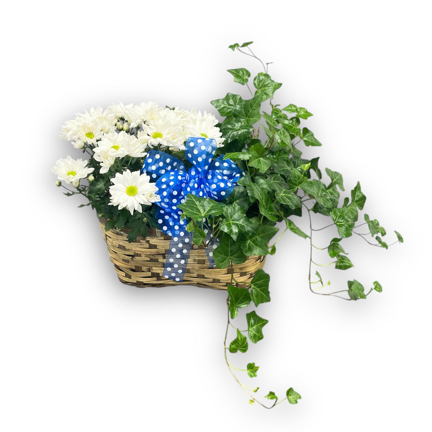 Deluxe Daisy Planter – Schnucks Florist And Gifts #162, Olivette MO
