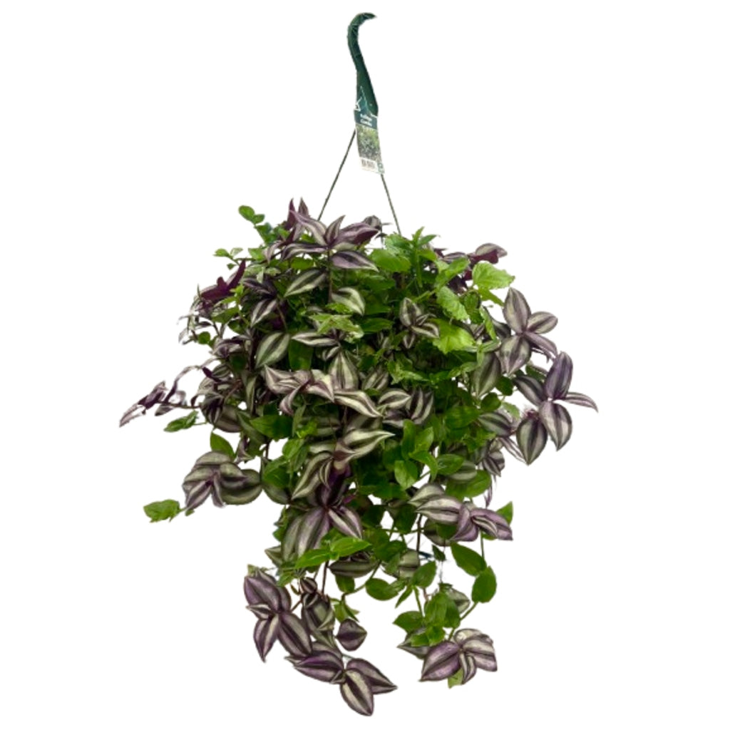 Foliage Combo Hanging Basket – Schnucks Florist And Gifts #162, Olivette MO