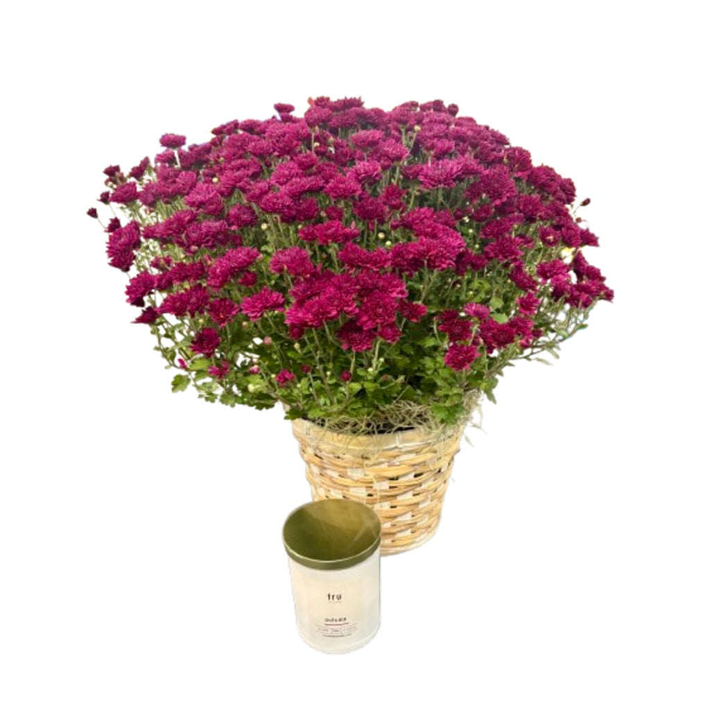 Fall Outdoor Mum With Candle Gift Set – Schnucks Florist And Gifts #162, Olivette MO