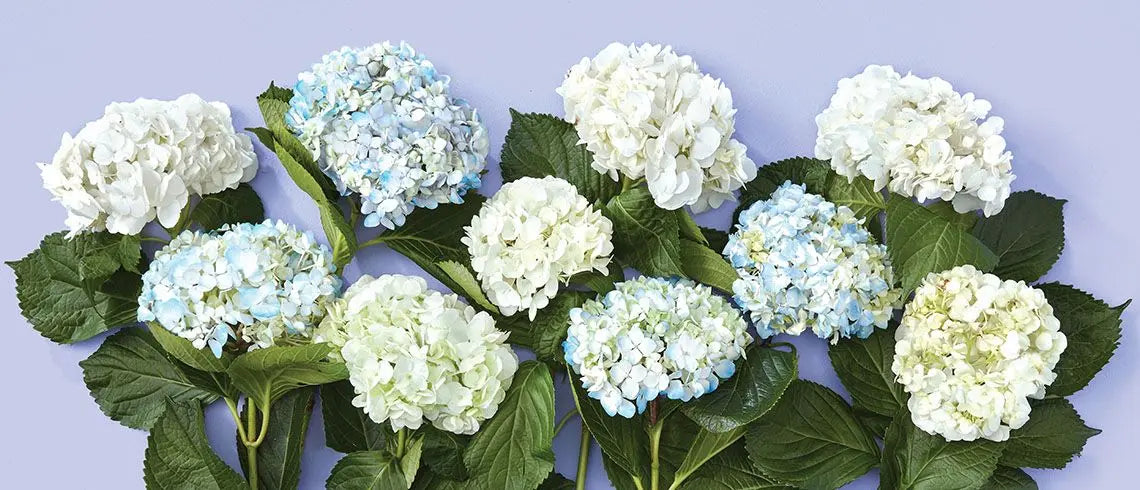 Mothers Day Collection