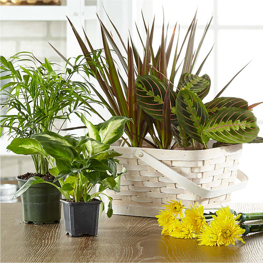 Florist Designed Blooming and Green Plants in a Basket –  Schnucks Florist And Gifts #162, Olivette MO