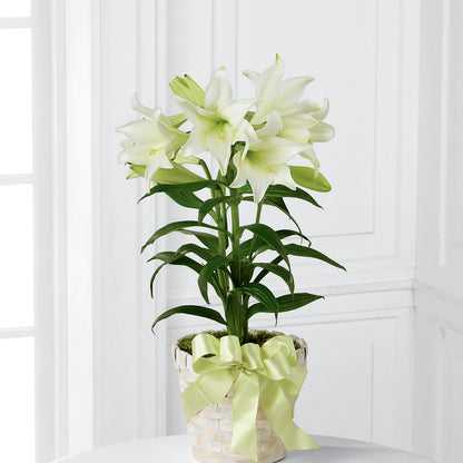 Easter Lily Plant –  Schnucks Florist And Gifts #162, Olivette MO