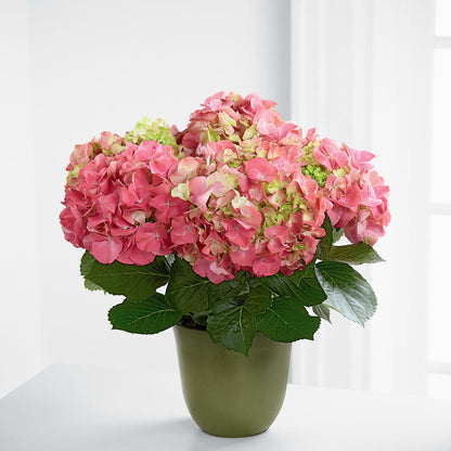 Pink Hydrangea Planter –  Schnucks Florist And Gifts #162, Olivette MO