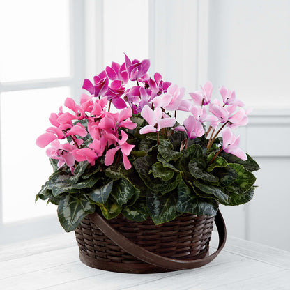 Mixed Cyclamen Planter –  Schnucks Florist And Gifts #162, Olivette MO