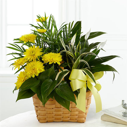 Loving Light Dishgarden –  Schnucks Florist And Gifts #162, Olivette MO
