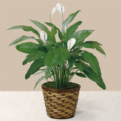 Tranquil Moments Peace Lily Plant –  Schnucks Florist And Gifts #162, Olivette MO