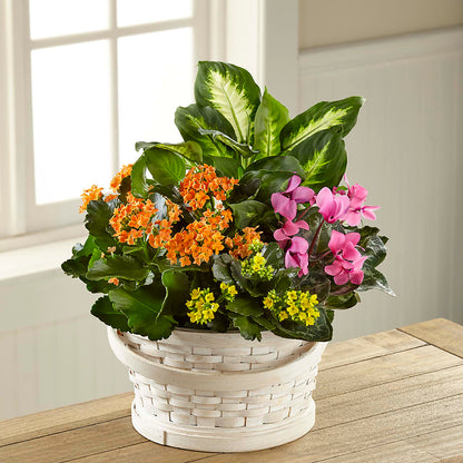 Color Crush Dishgarden –  Schnucks Florist And Gifts #162, Olivette MO