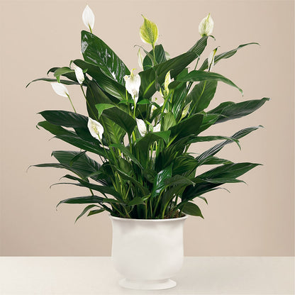 Comfort Planter –  Schnucks Florist And Gifts #162, Olivette MO