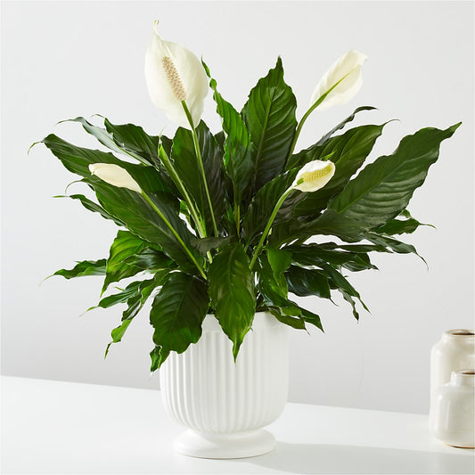 Comfort Planter –  Schnucks Florist And Gifts #162, Olivette MO