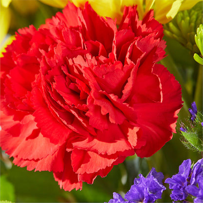 Brighter Days Bouquet –  Schnucks Florist And Gifts #162, Olivette MO