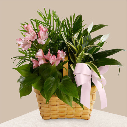 Living Spirit Dishgarden –  Schnucks Florist And Gifts #162, Olivette MO