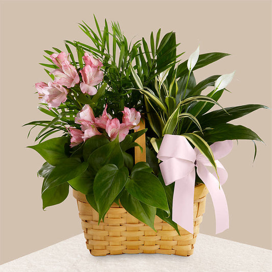 Living Spirit Dishgarden –  Schnucks Florist And Gifts #162, Olivette MO