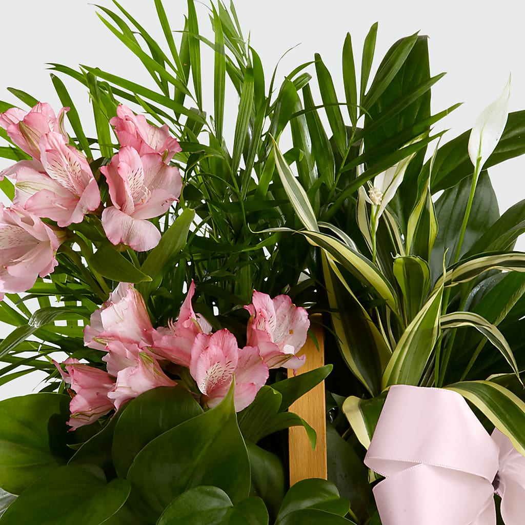 Living Spirit Dishgarden –  Schnucks Florist And Gifts #162, Olivette MO