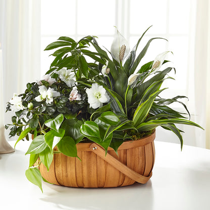 Serene Dishgarden –  Schnucks Florist And Gifts #162, Olivette MO
