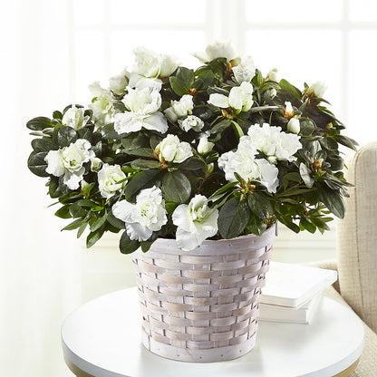 White Azalea Plant –  Schnucks Florist And Gifts #162, Olivette MO