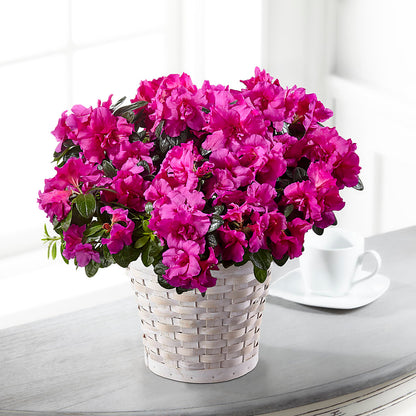 Hope & Serenity Azalea Plant –  Schnucks Florist And Gifts #162, Olivette MO