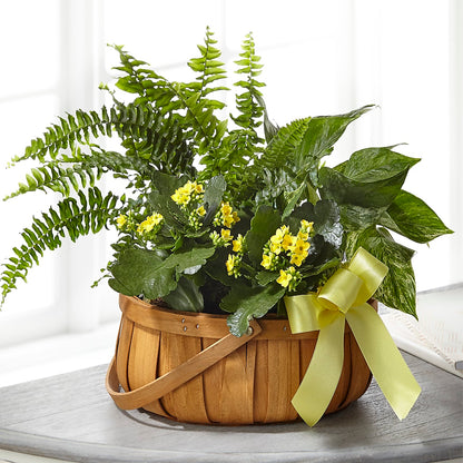Always Dear Dishgarden –  Schnucks Florist And Gifts #162, Olivette MO