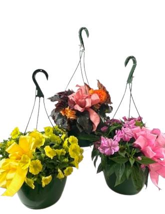 Blooming Hanging Basket