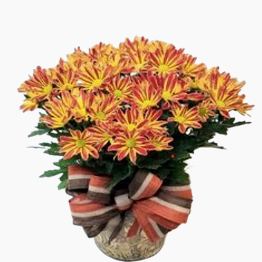 6" Fall Mum