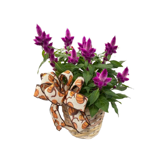 6.5 Celosia Planter –  Schnucks Florist And Gifts #162, Olivette MO