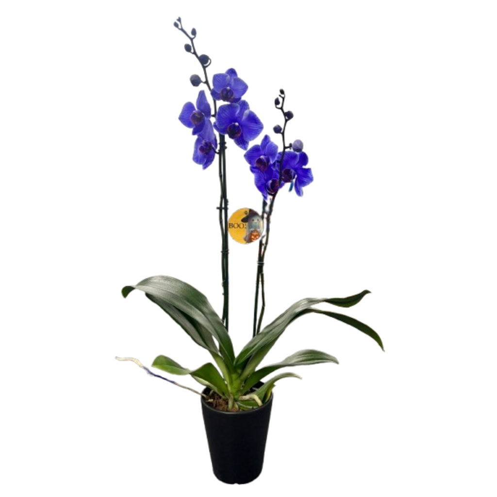 Halloween Mystique Orchid –  Schnucks Florist And Gifts #162, Olivette MO