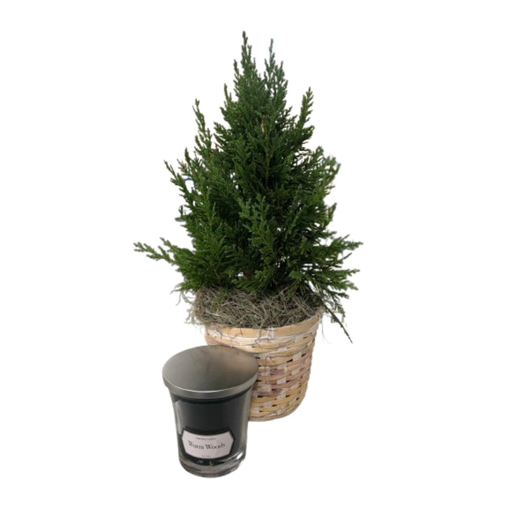 Leland Cypress with Candle Gift Set –  Schnucks Florist And Gifts #162, Olivette MO