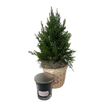 Leland Cypress with Candle Gift Set –  Schnucks Florist And Gifts #162, Olivette MO