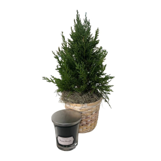 Leland Cypress with Candle Gift Set –  Schnucks Florist And Gifts #162, Olivette MO