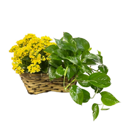 Deluxe Kalanchoe –  Schnucks Florist And Gifts #162, Olivette MO