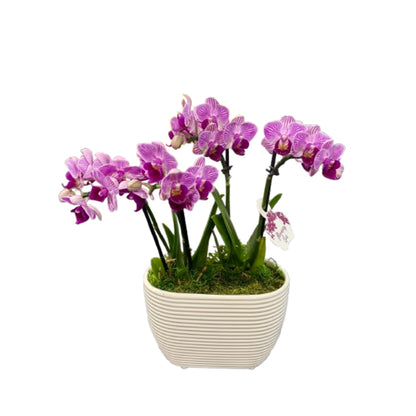 Expresso Mini Orchid Garden								 –  Schnucks Florist And Gifts #162, Olivette MO